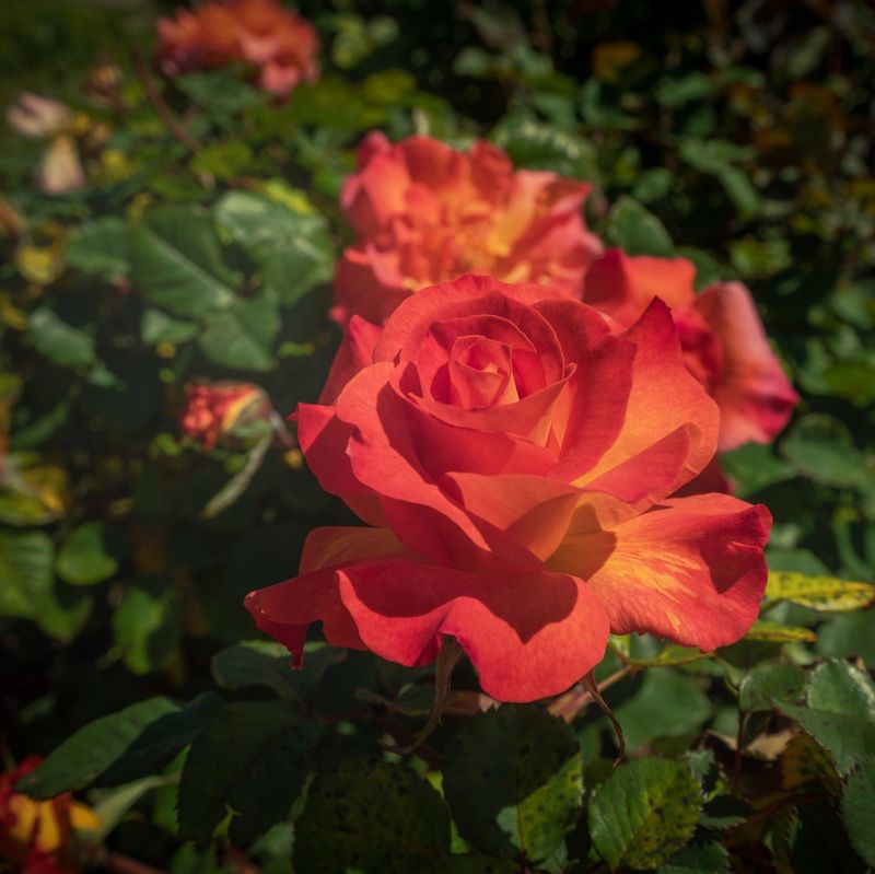 Rose Petals