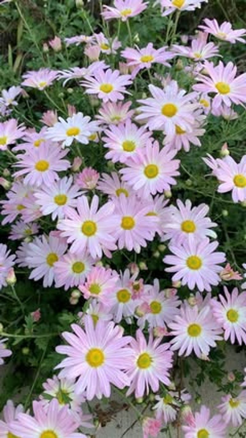 Chrysanthemums: Nature's Pest Control