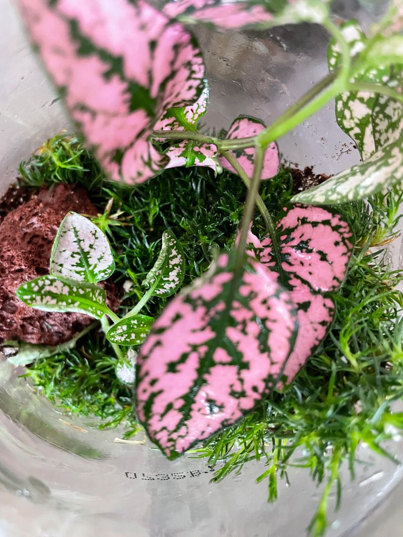 Polka Dot Plant