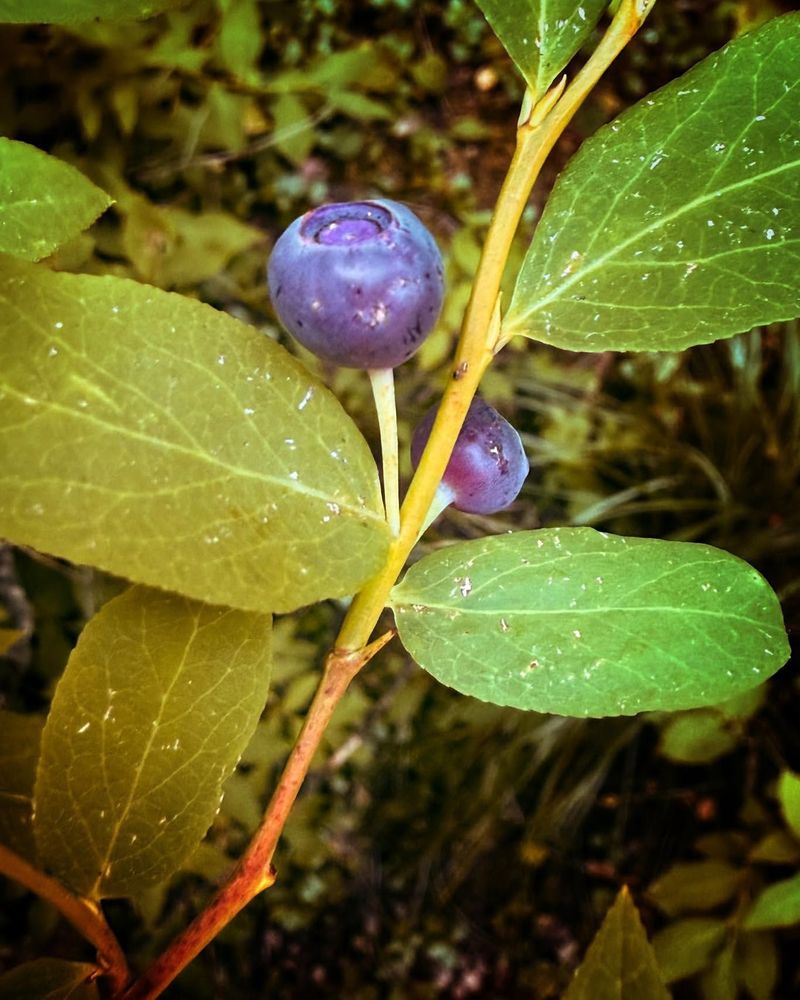 Huckleberries