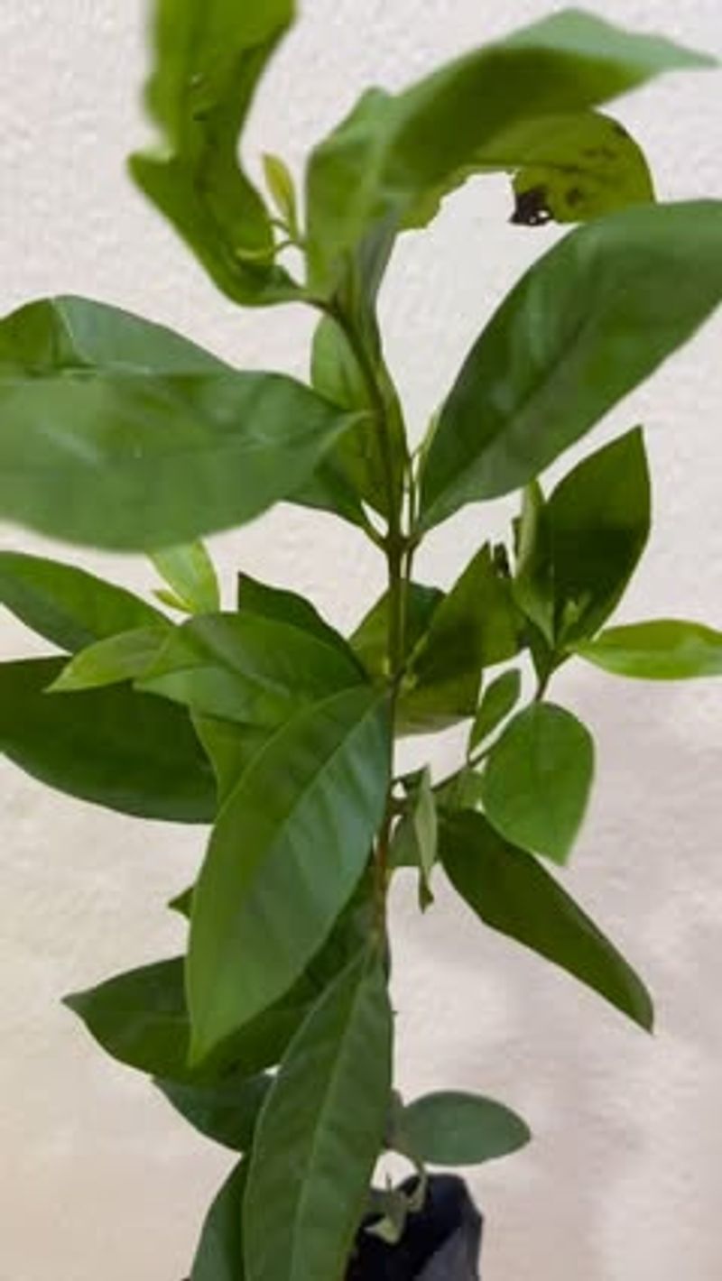 Bay Laurel