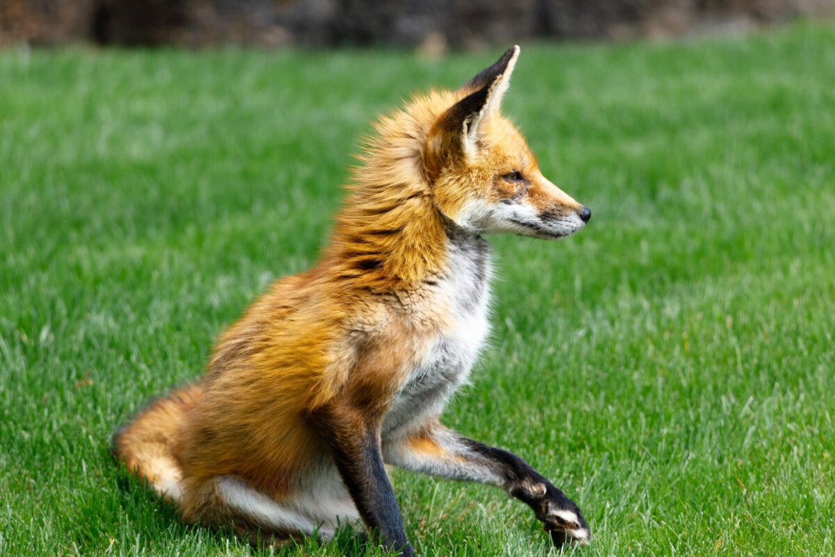 Maryland Cities Are Home To Wild Animals That Might Be In Your Backyard