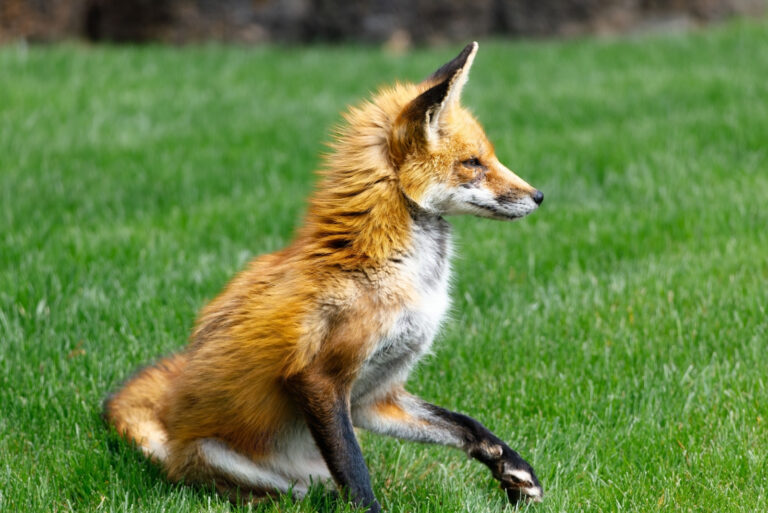 Red fox (featured image)