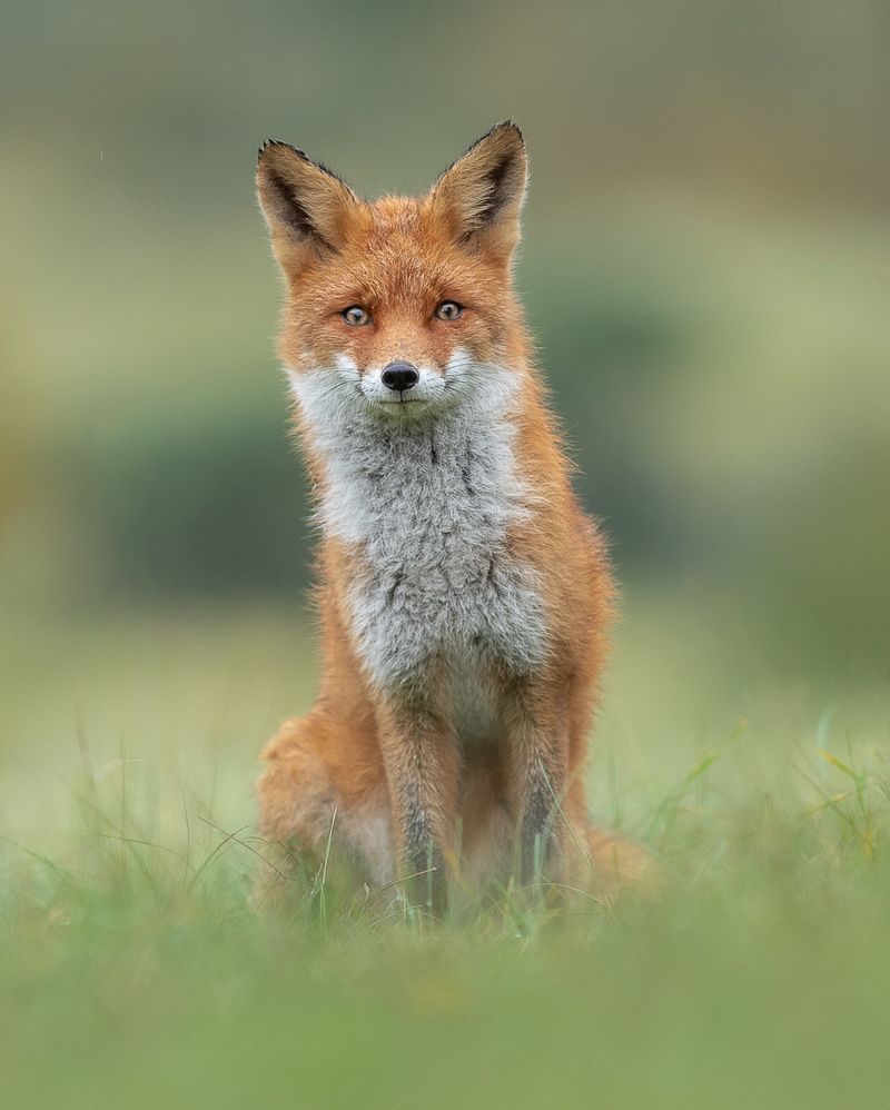 Red Foxes