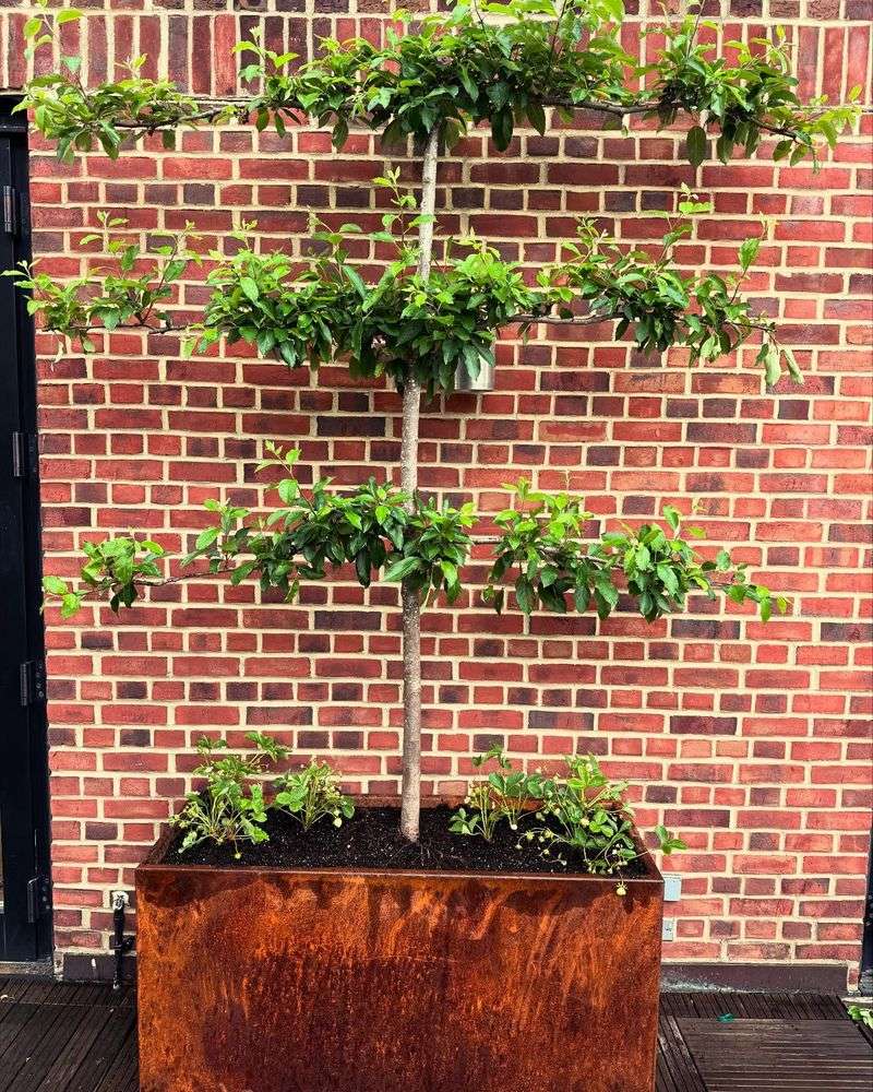 Espaliered Fruit Tree