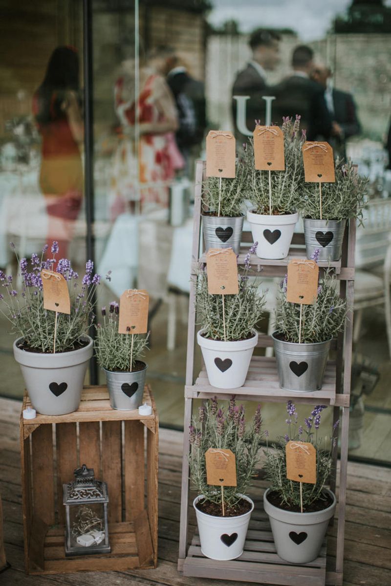 Potted Lavender Trio