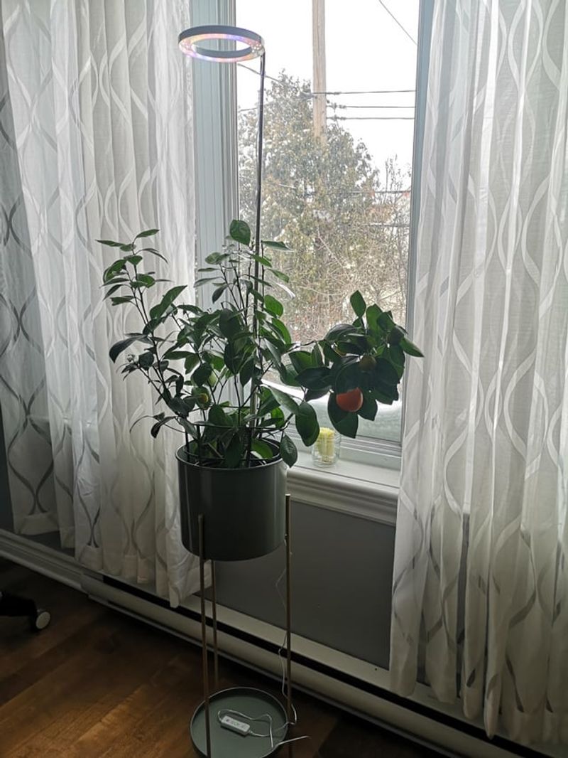 Maximize Natural Light Exposure