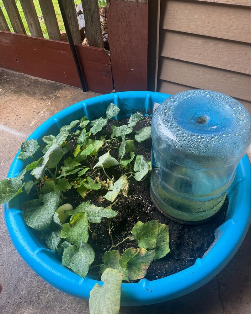 Perfect Your Watering Routine