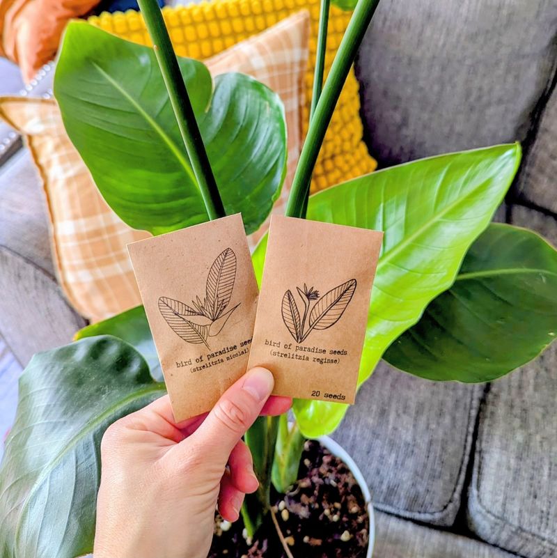 Create A Seed Starting Station