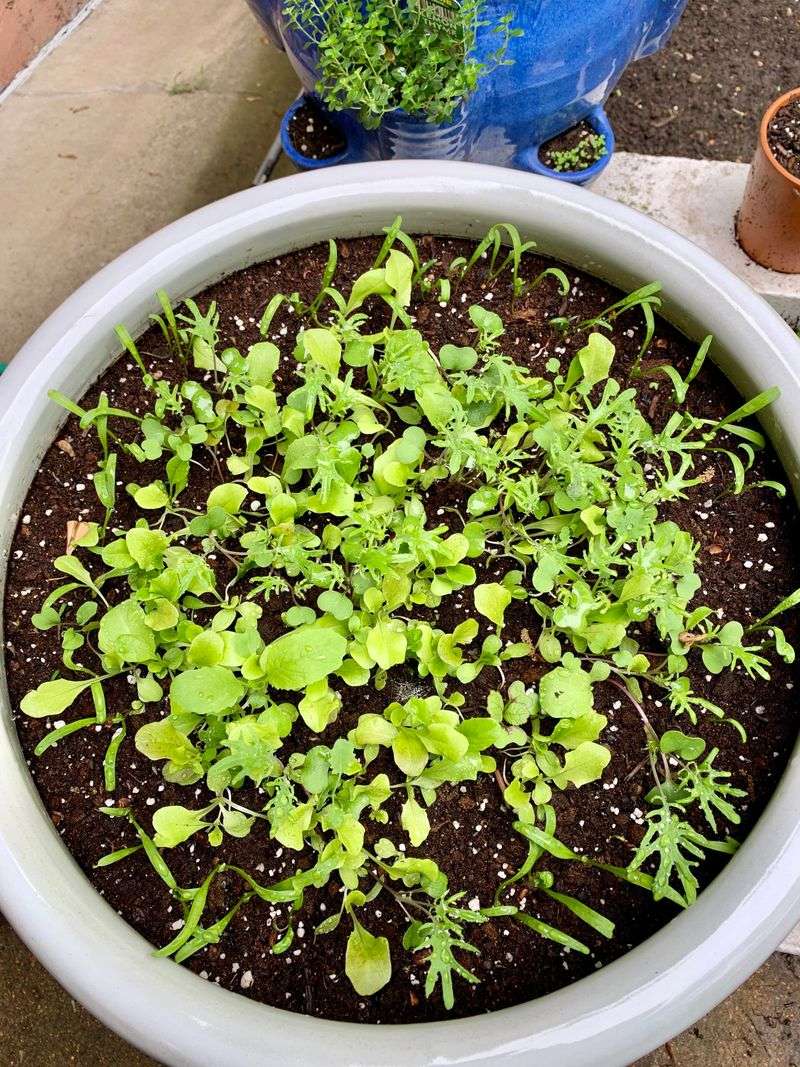 Develop A Colorado Watering Strategy