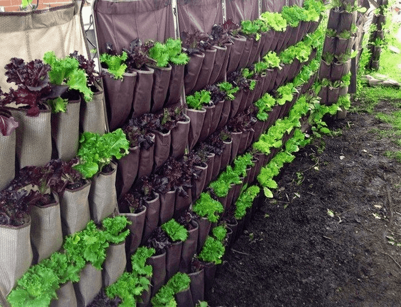 Develop A California-Smart Watering Routine