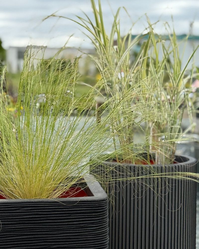 Select Wind-Resistant Plants