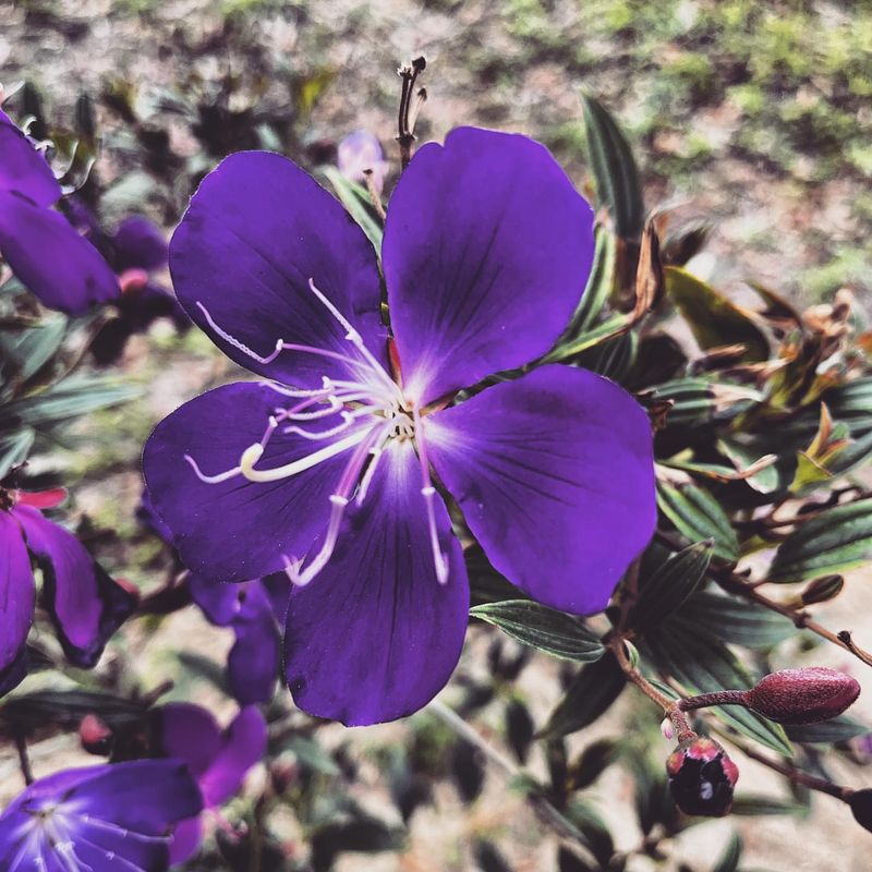 Princess Flower