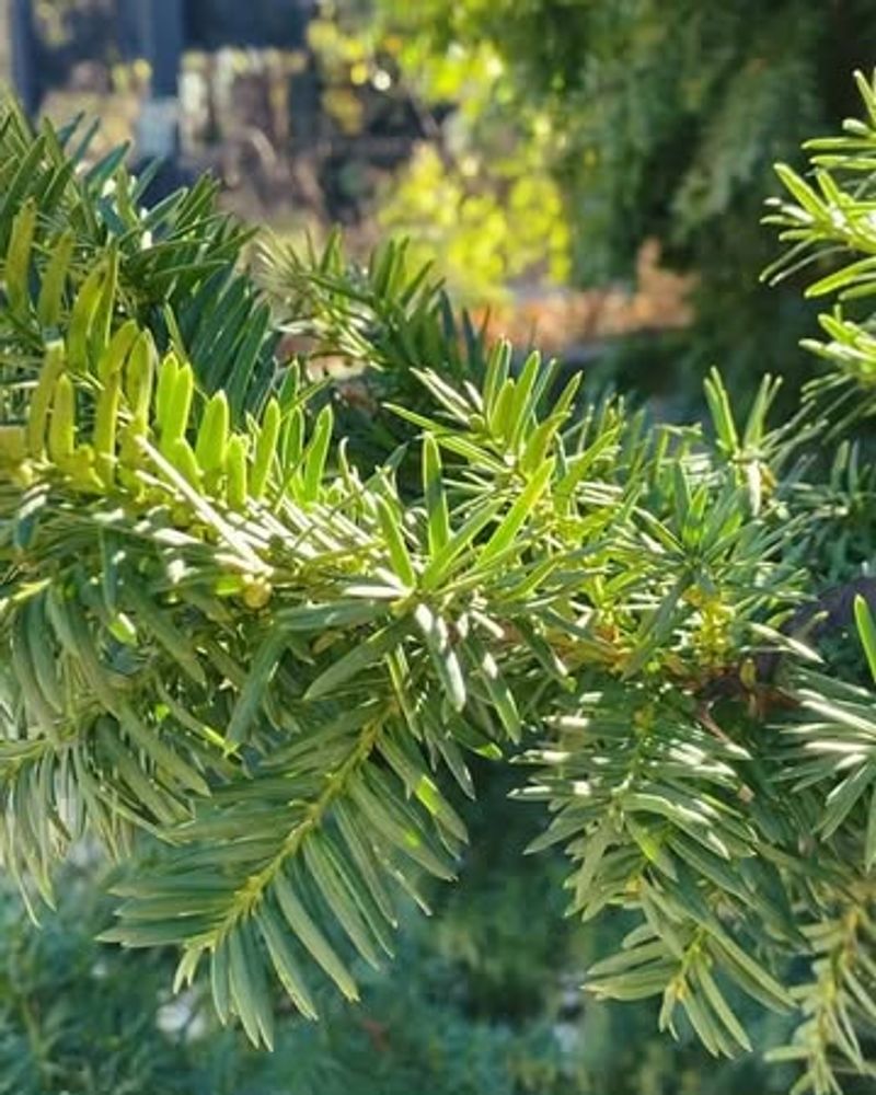 Evergreen Conifers