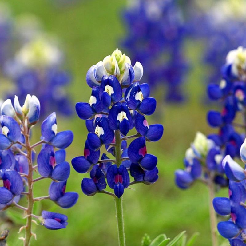 Texas Bluebonnet (Lupinus texensis)