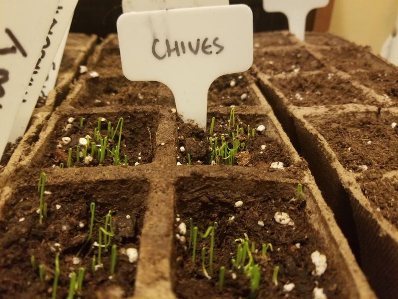 Start from Seeds
