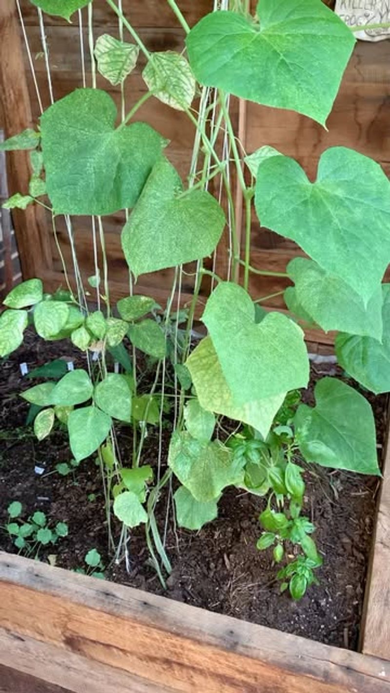 Create A Window Box Growing System