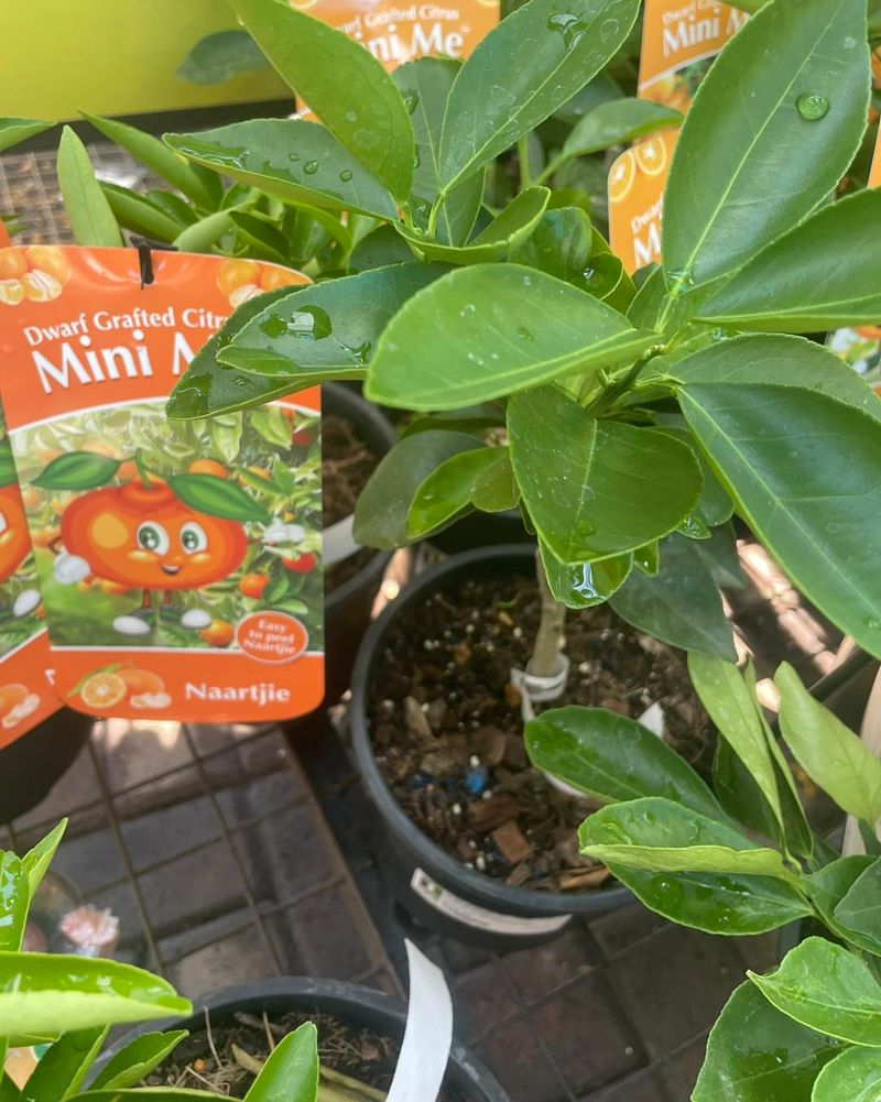 Choose Dwarf Varieties
