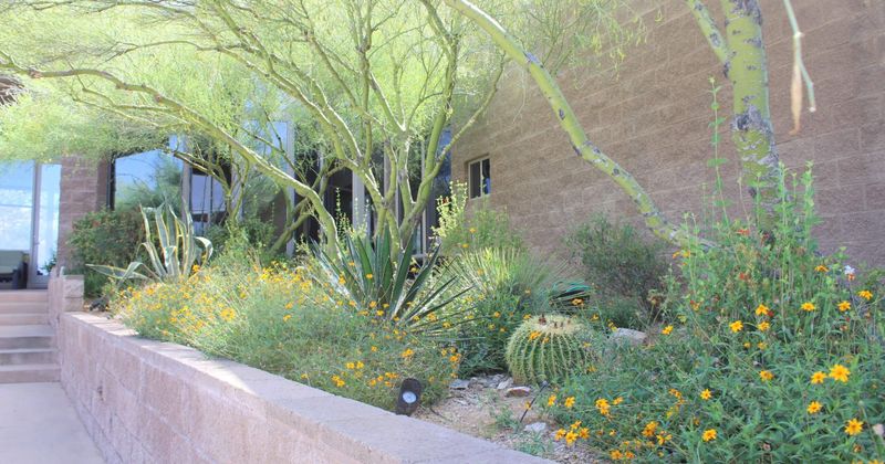 Pairing Drip Lines With Desert-Adapted Perennials