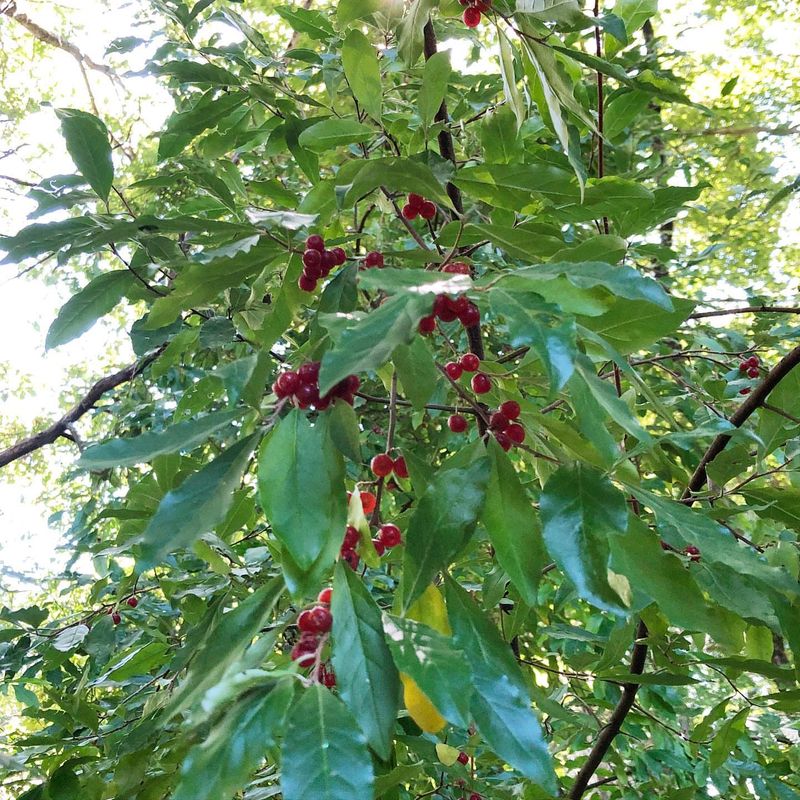 Autumn Olive