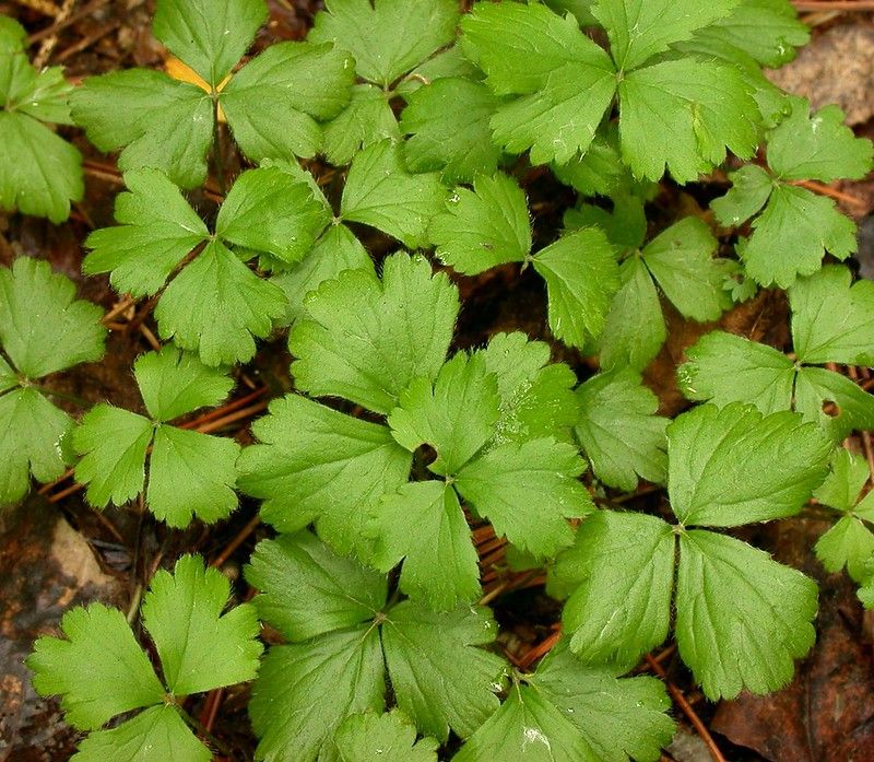Barren Strawberry