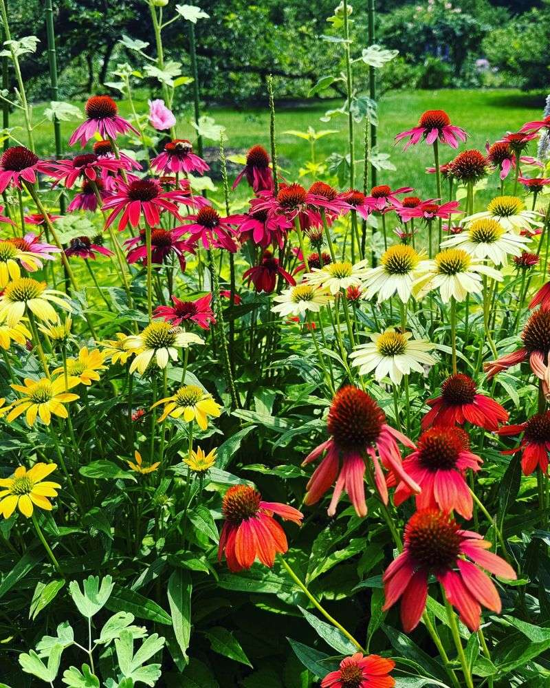 Coneflower Constellations
