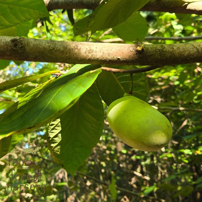 Native Fruit Guild For People And Wildlife