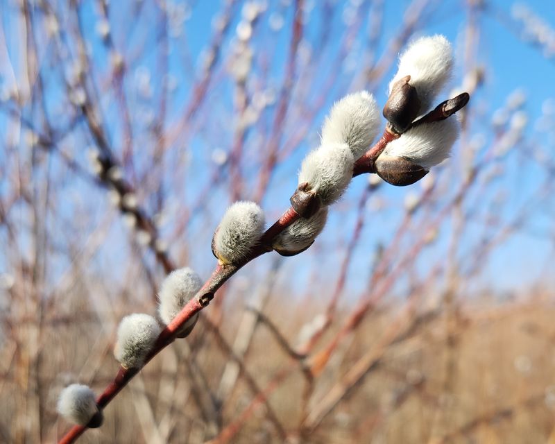 Pussy Willow