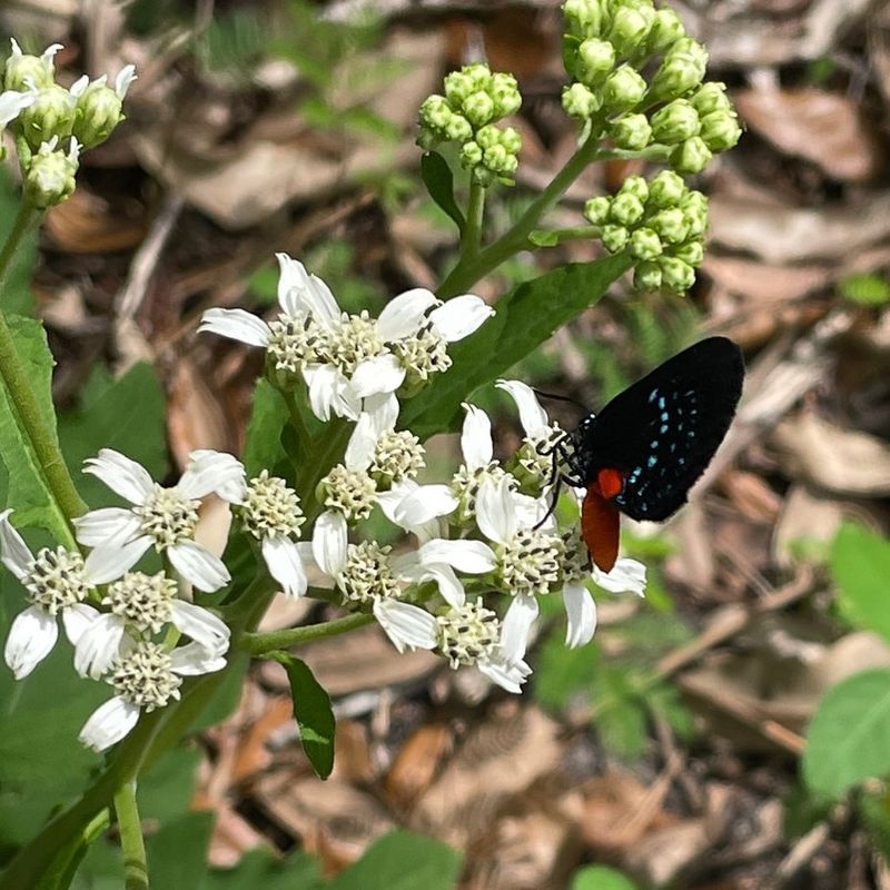 Frostweed (Verbesina virginica)