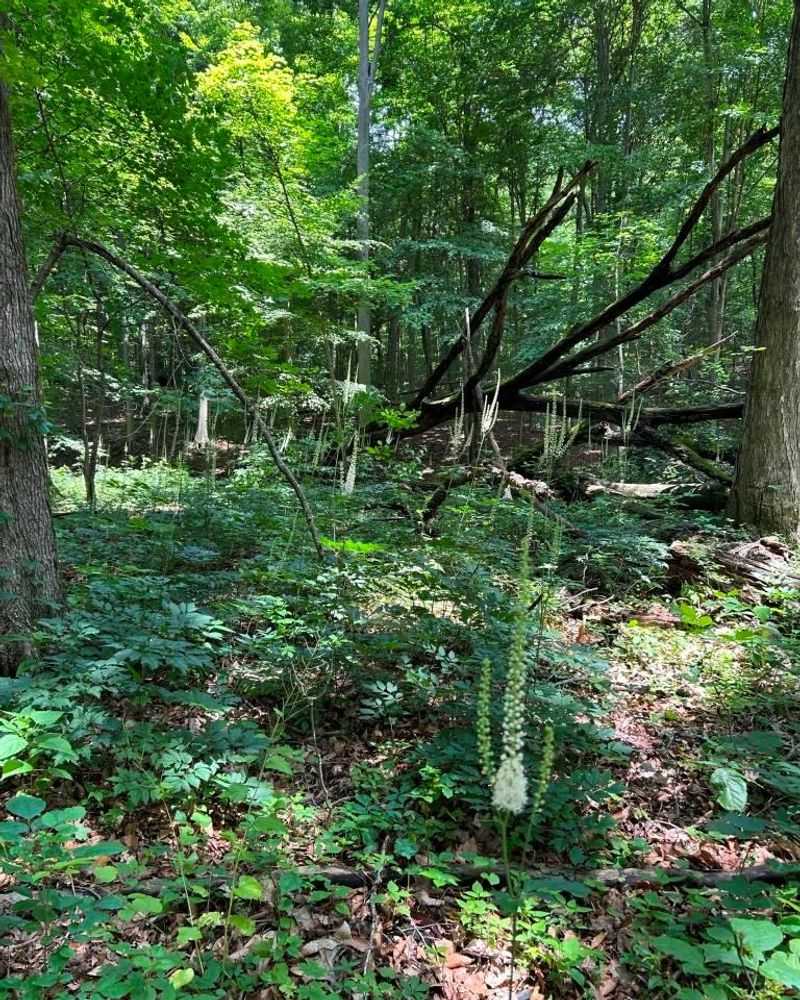Native Fern Groves With Stone Installations