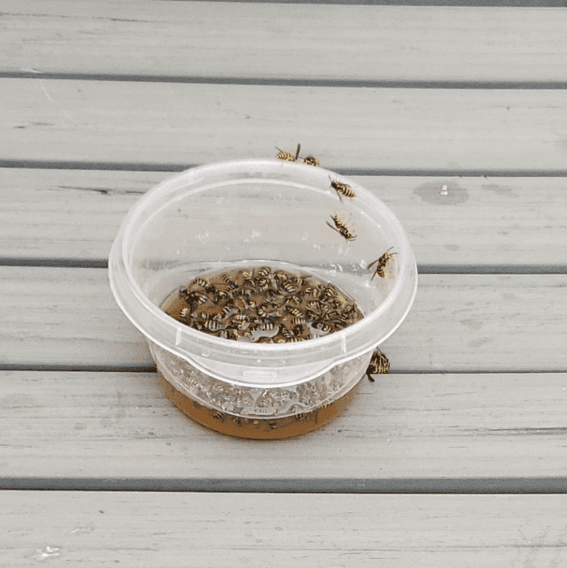 Red Wine Vinegar Attractant