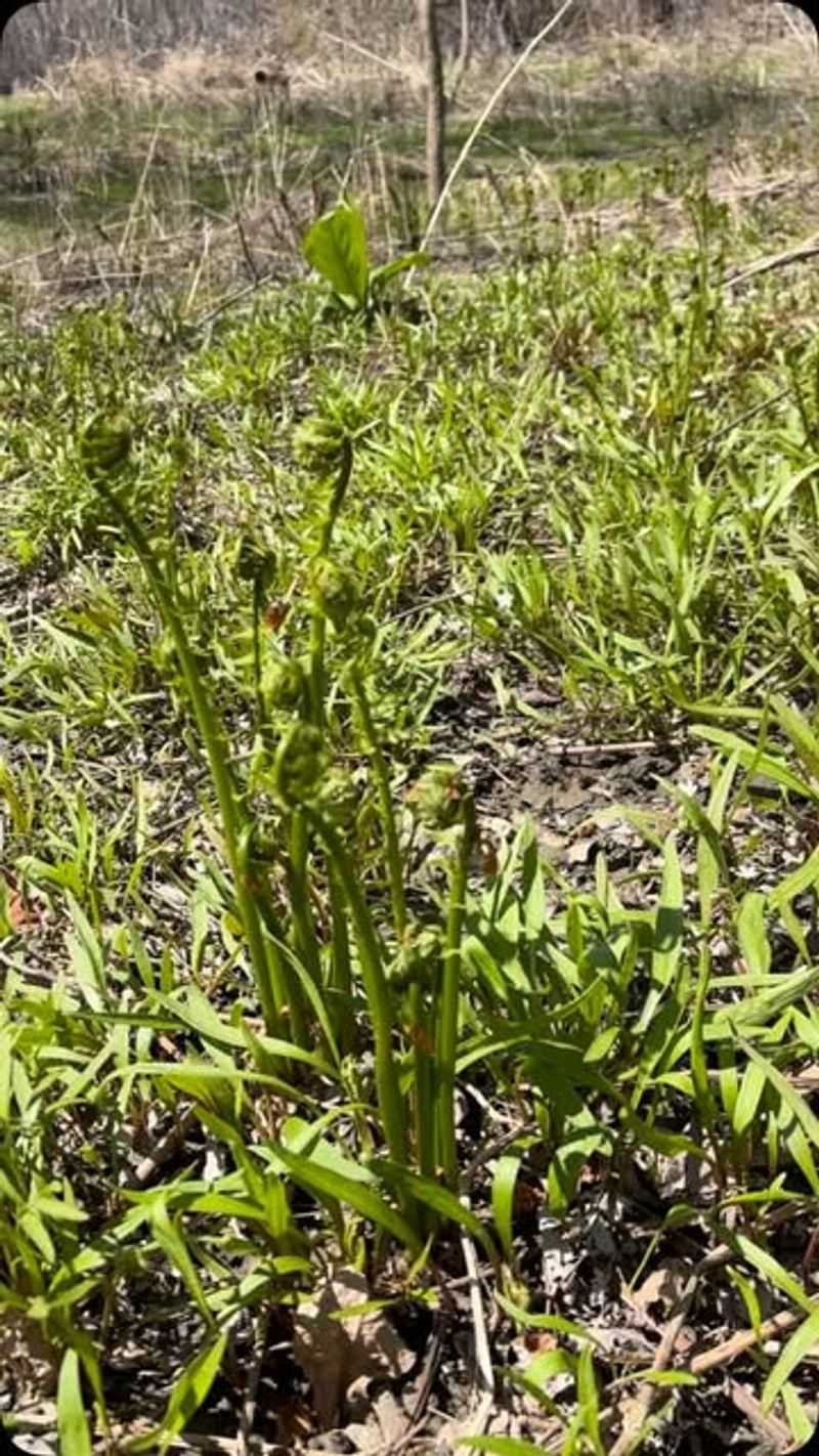 Edible Ferns For Prehistoric Shade Gardening