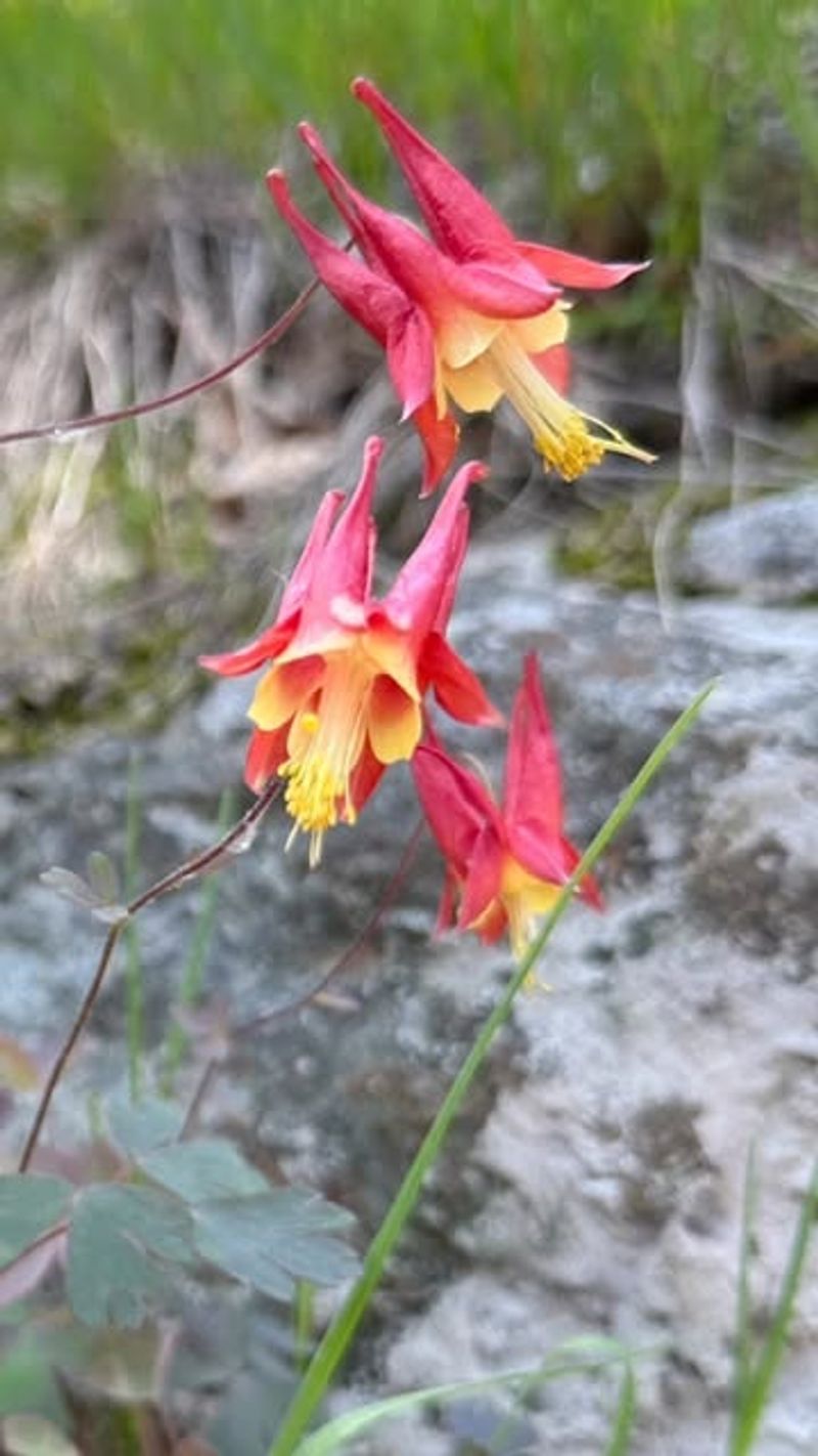 Eastern Red Columbine Collection