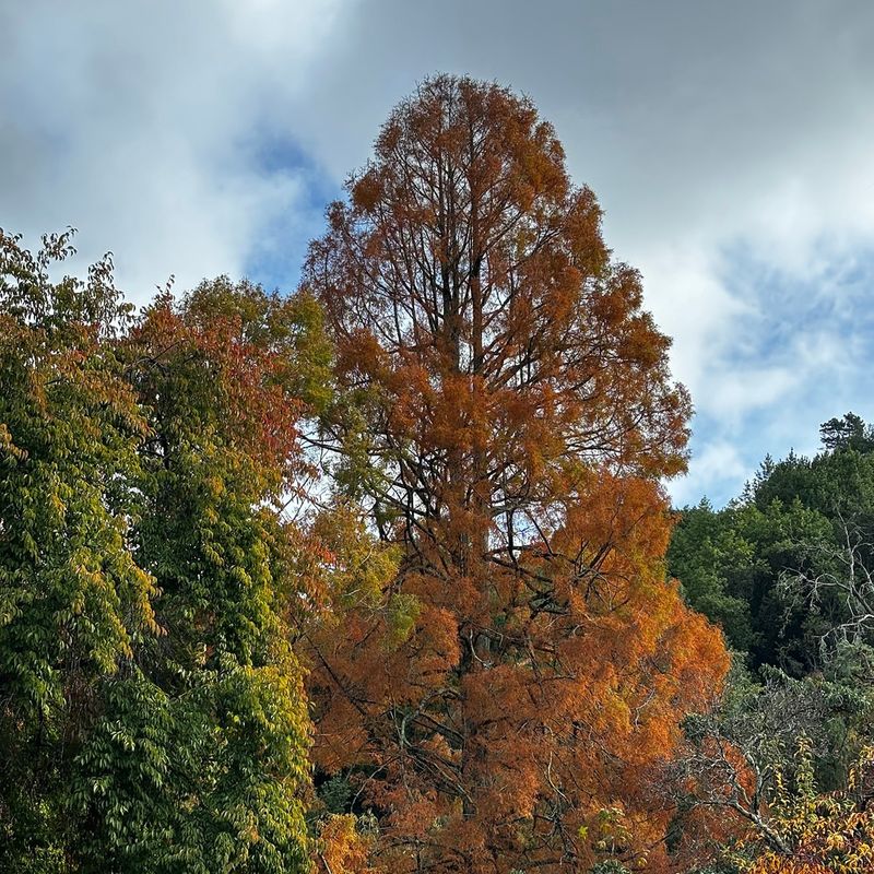 Redwood Grove Offers Cool Forest Retreat