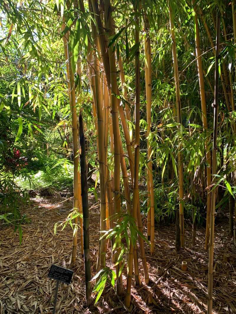 Bamboo Grove: Asia's Towering Treasures