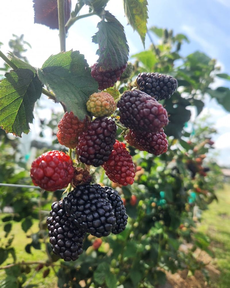 Blackberries