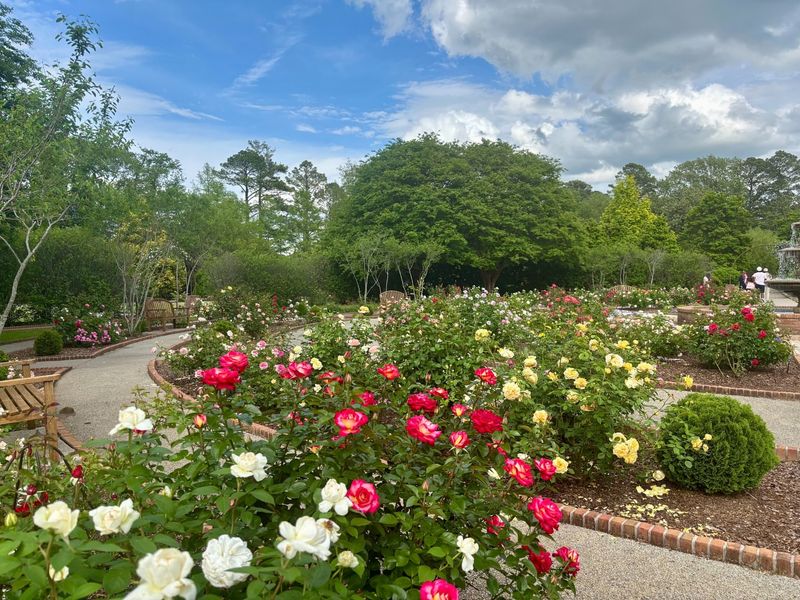 Humble Rose Garden Origins