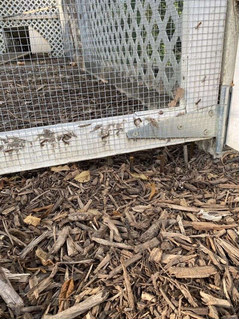 Block Animal Dig-Unders With Buried Hardware Cloth