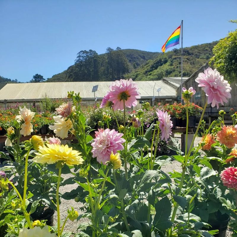 Half Moon Bay's Dahlia Fields