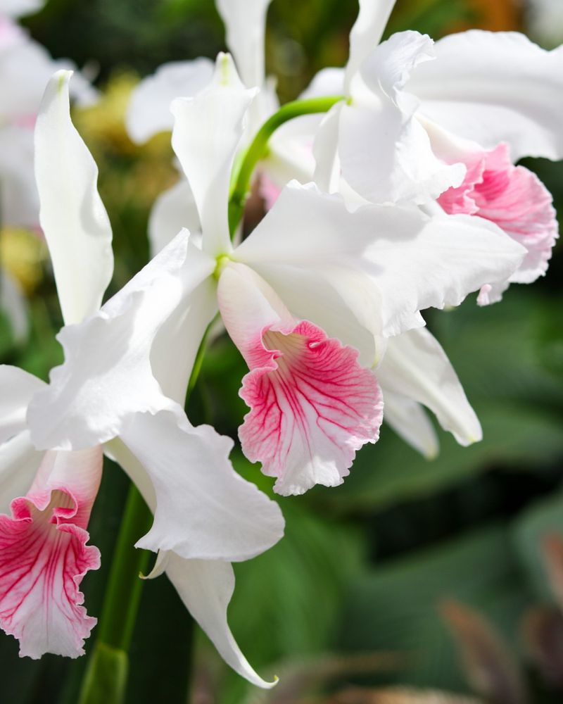 Rare Orchid Conservation Center
