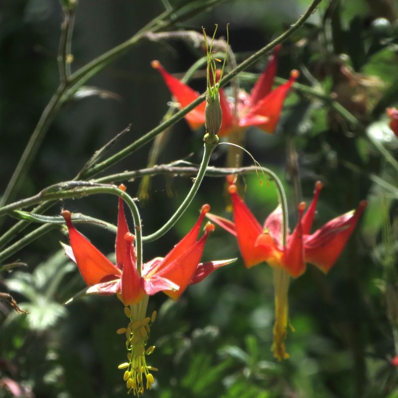 Chuparosa