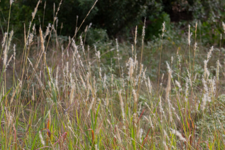 silver beard grass (featured image)