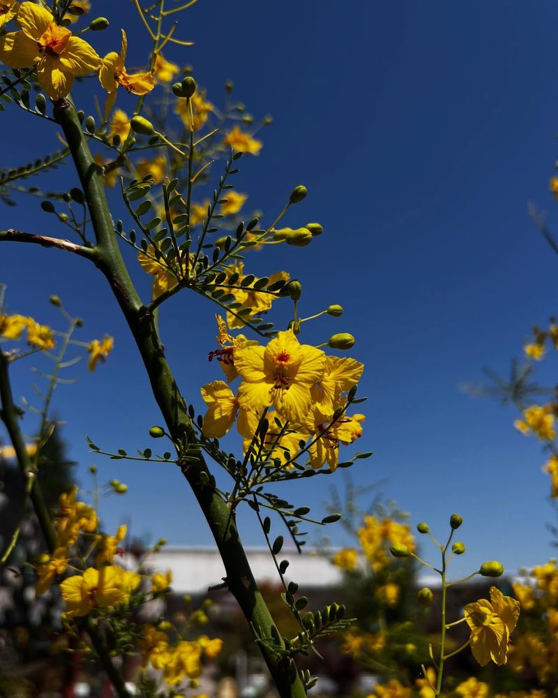 Palo Verde