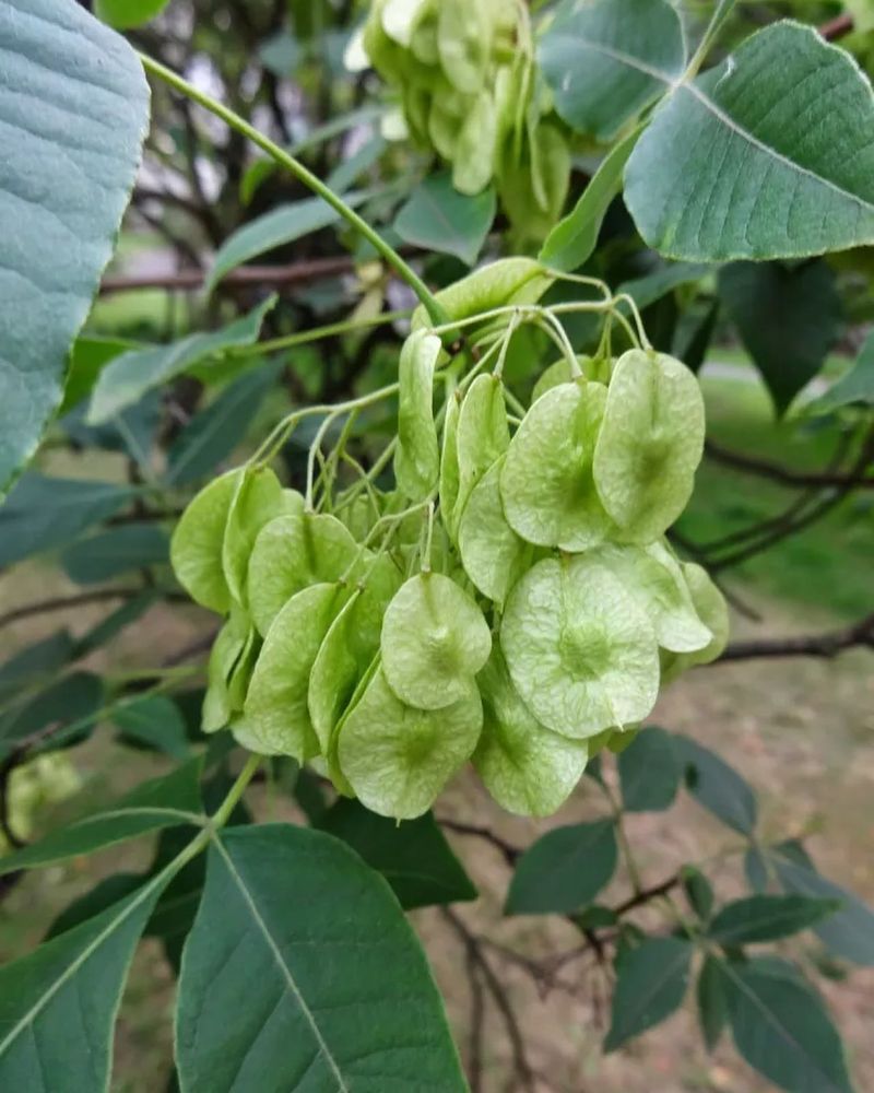 Wafer Ash (Ptelea trifoliata)