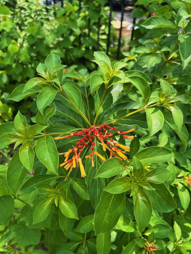 Firebush