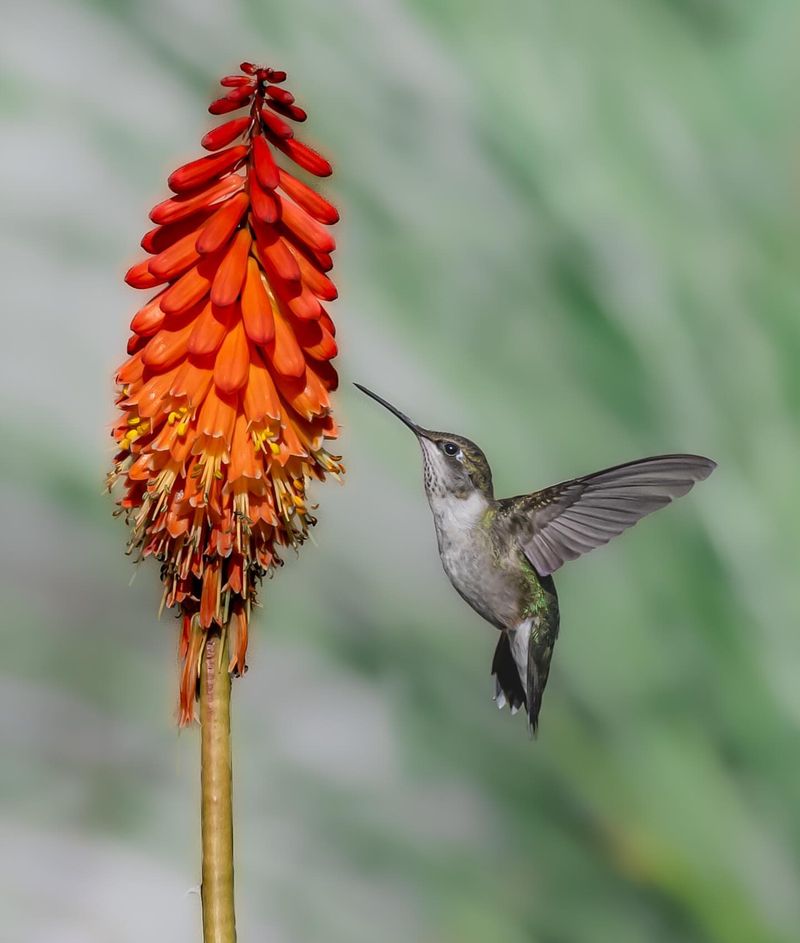 Red Hot Poker