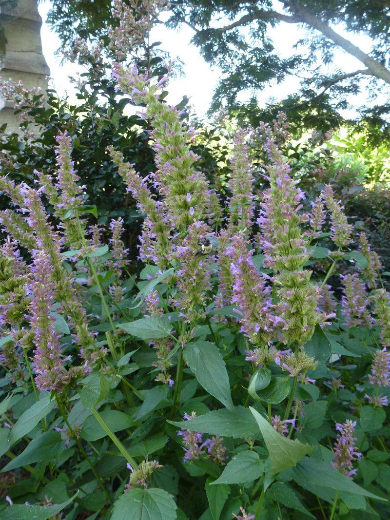Anise Hyssop's Unexpected Appeal