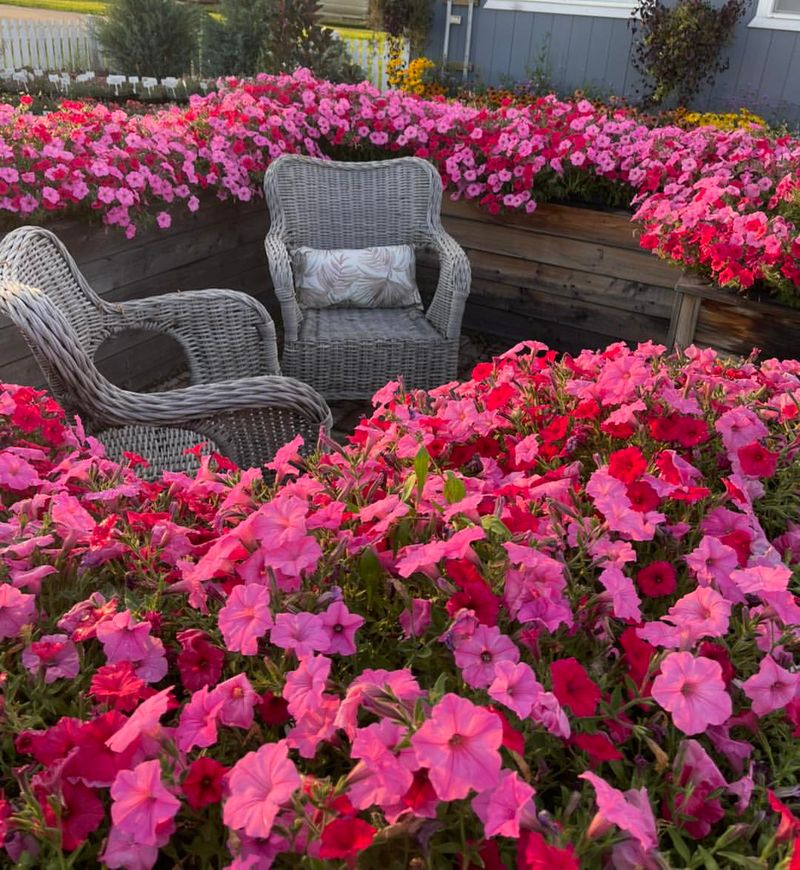Garden Phlox: Sweet Nectar Towers