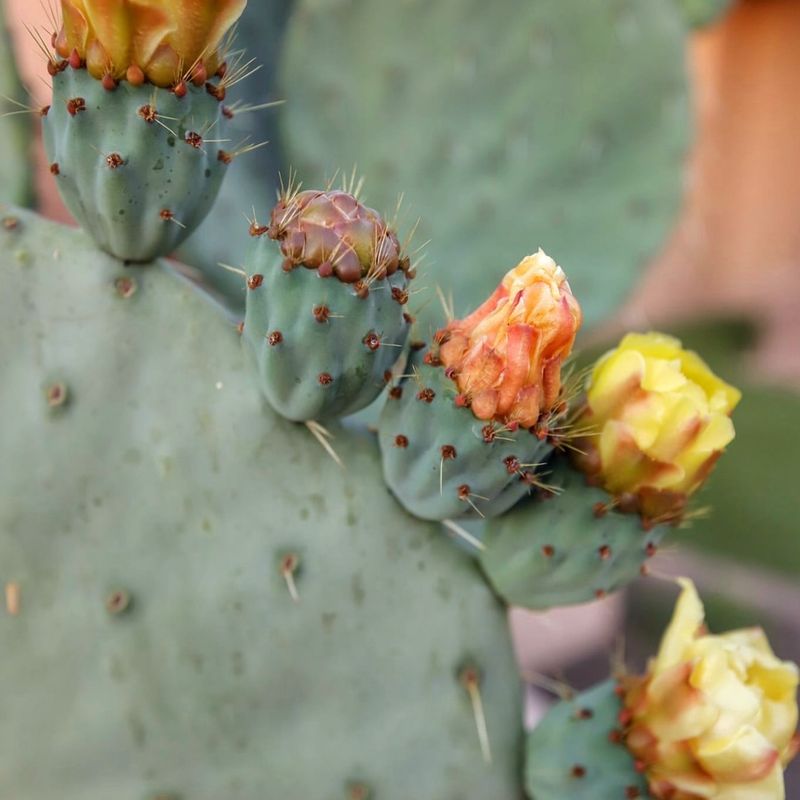 Prickly Pear Cactus: Native Charm