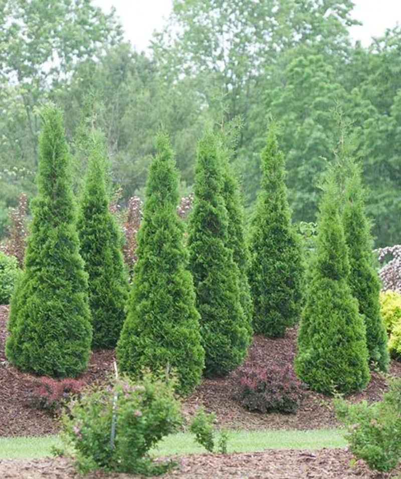 Arborvitae's Surprising Final Height